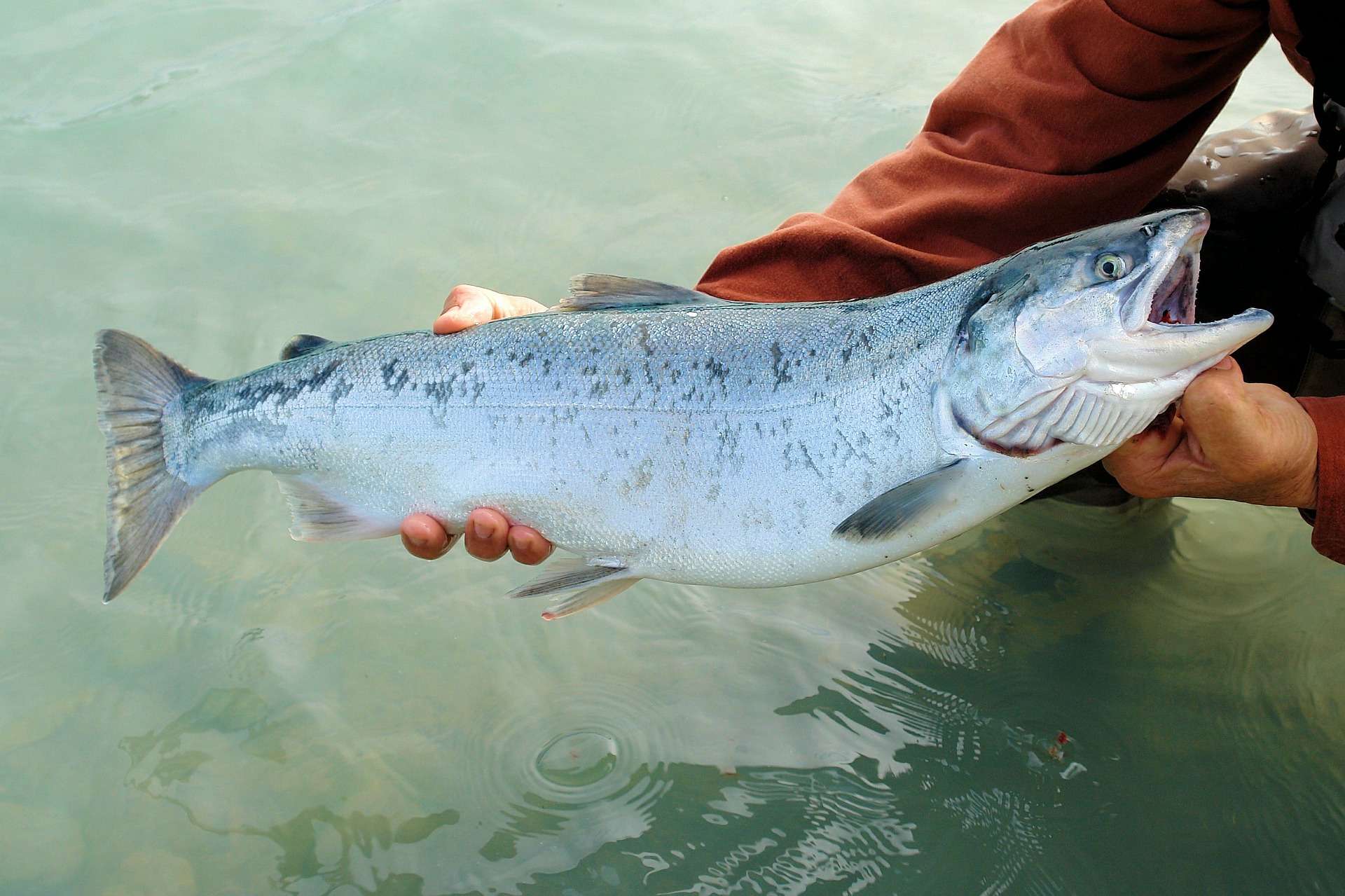 sockeye