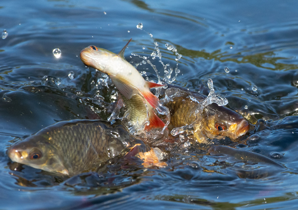 Are GMO Fish Safe for the Environment?