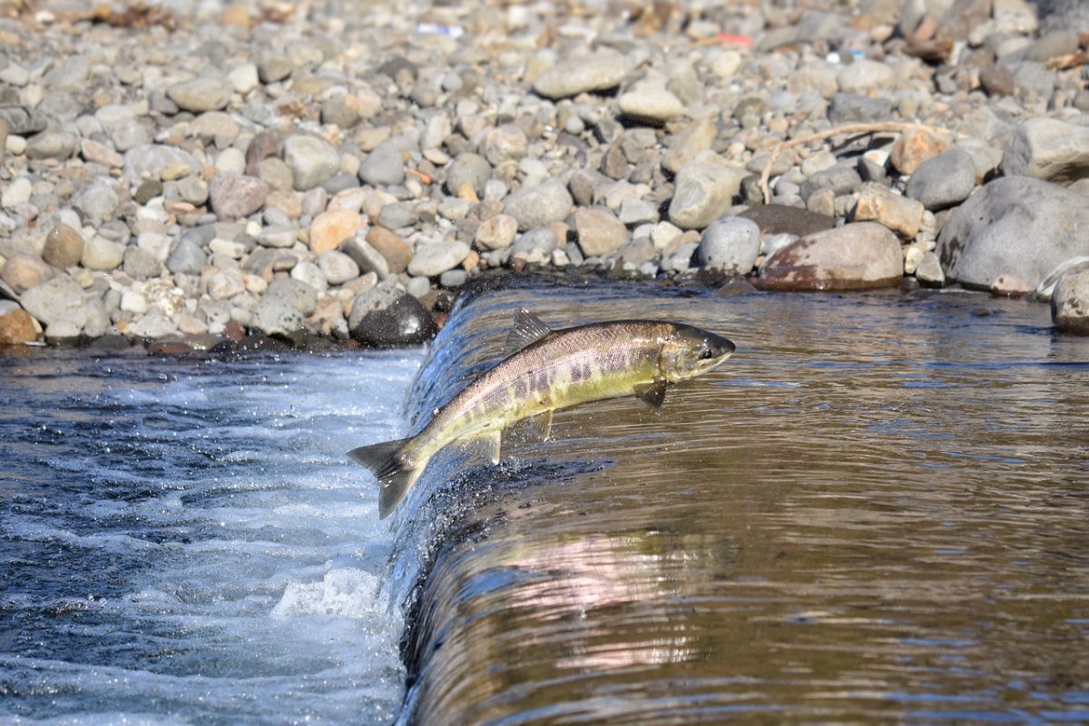 GMO salmon: is it or is it not?
