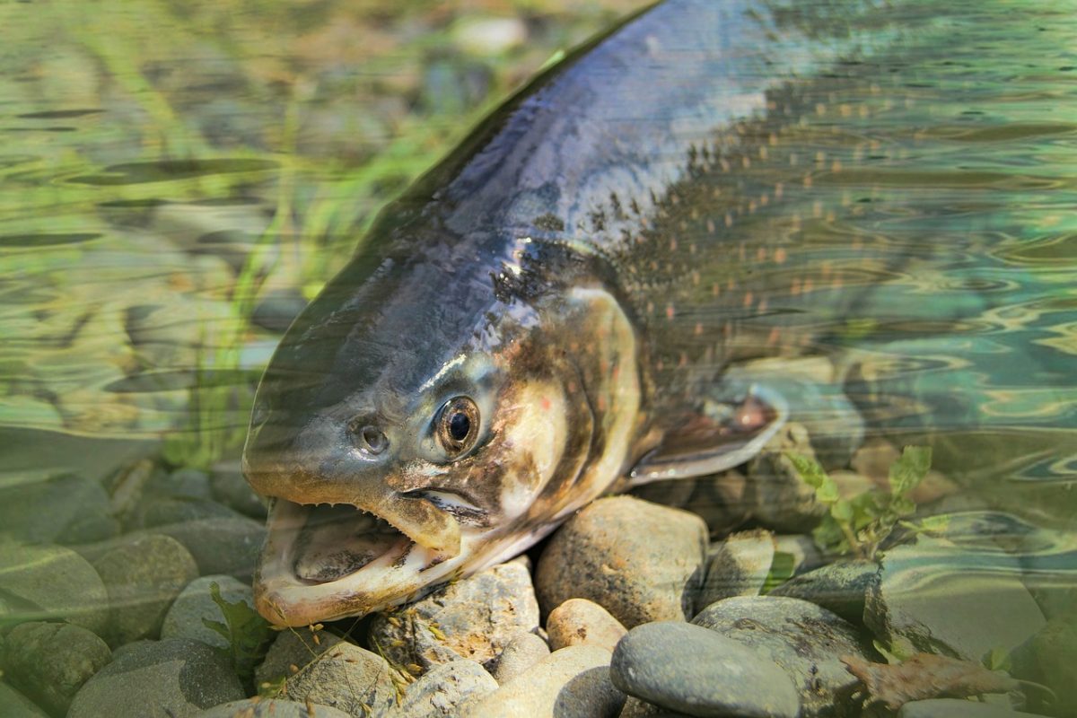 Ge-Fish