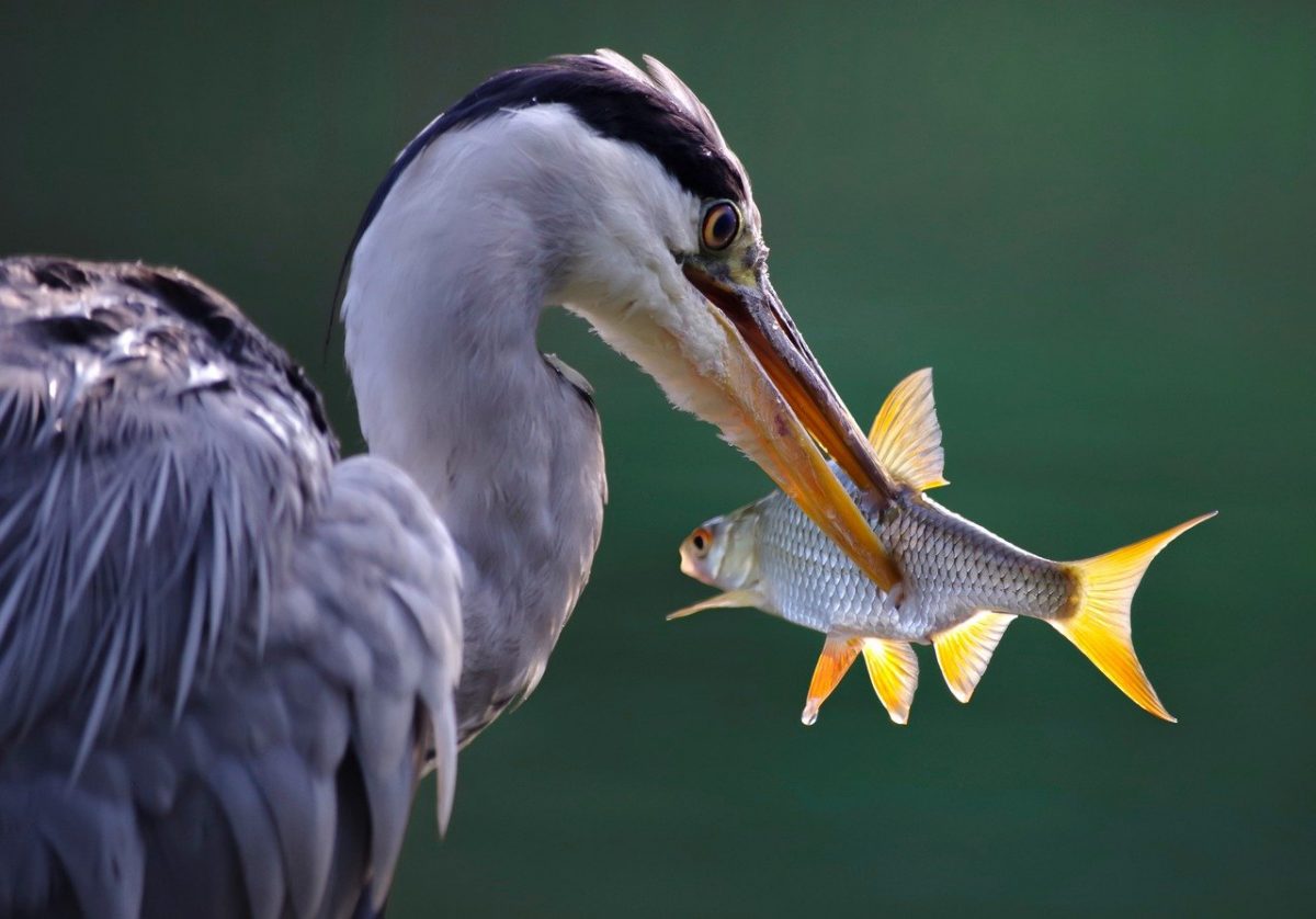 Genetically Modified Salmon
