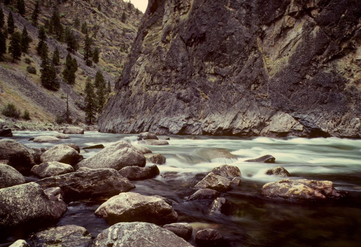 How Biotech And Gambling Industries Save Salmon Population in 2022