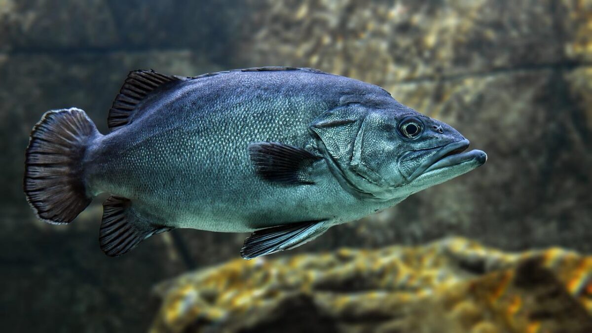 The Top 10 Rare Fish Species in the World