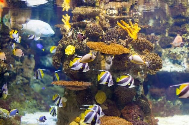GMO Fish Aquariums: A Novel Attraction in Casino Resorts